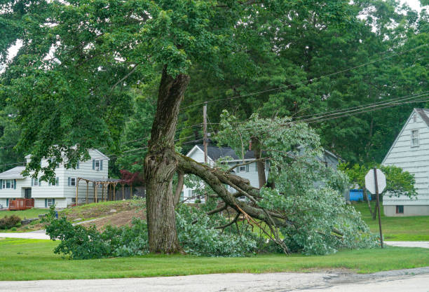 How Our Tree Care Process Works  in  Hinton, OK